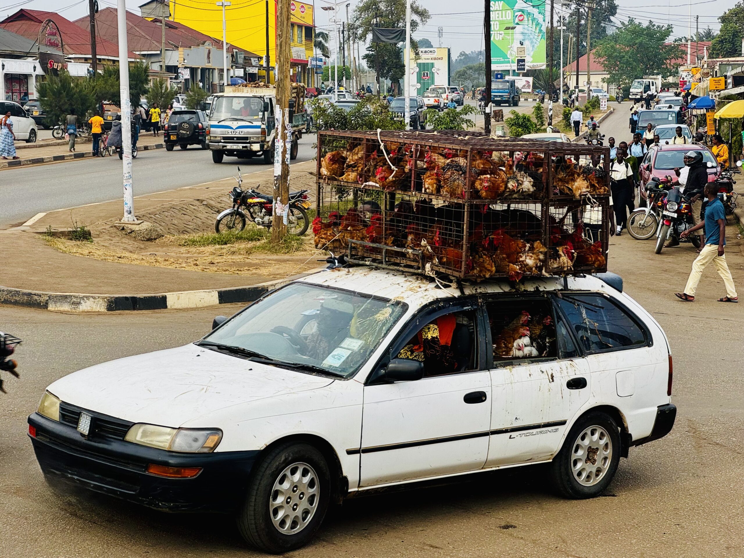 Car with Chicken