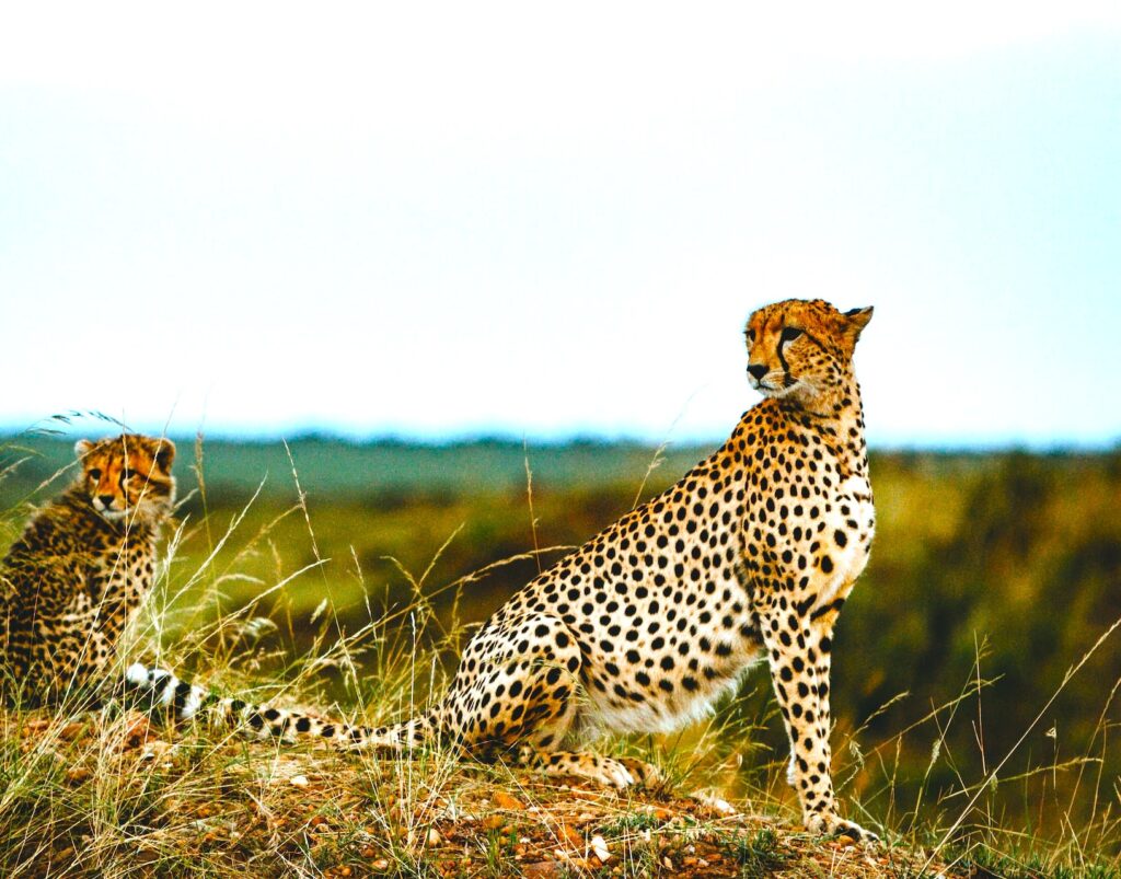 Cheetahs-in-Kidepo