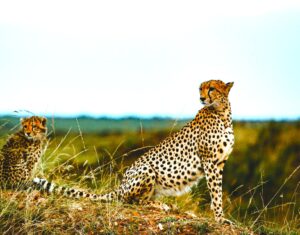 Cheetahs-in-Kidepo