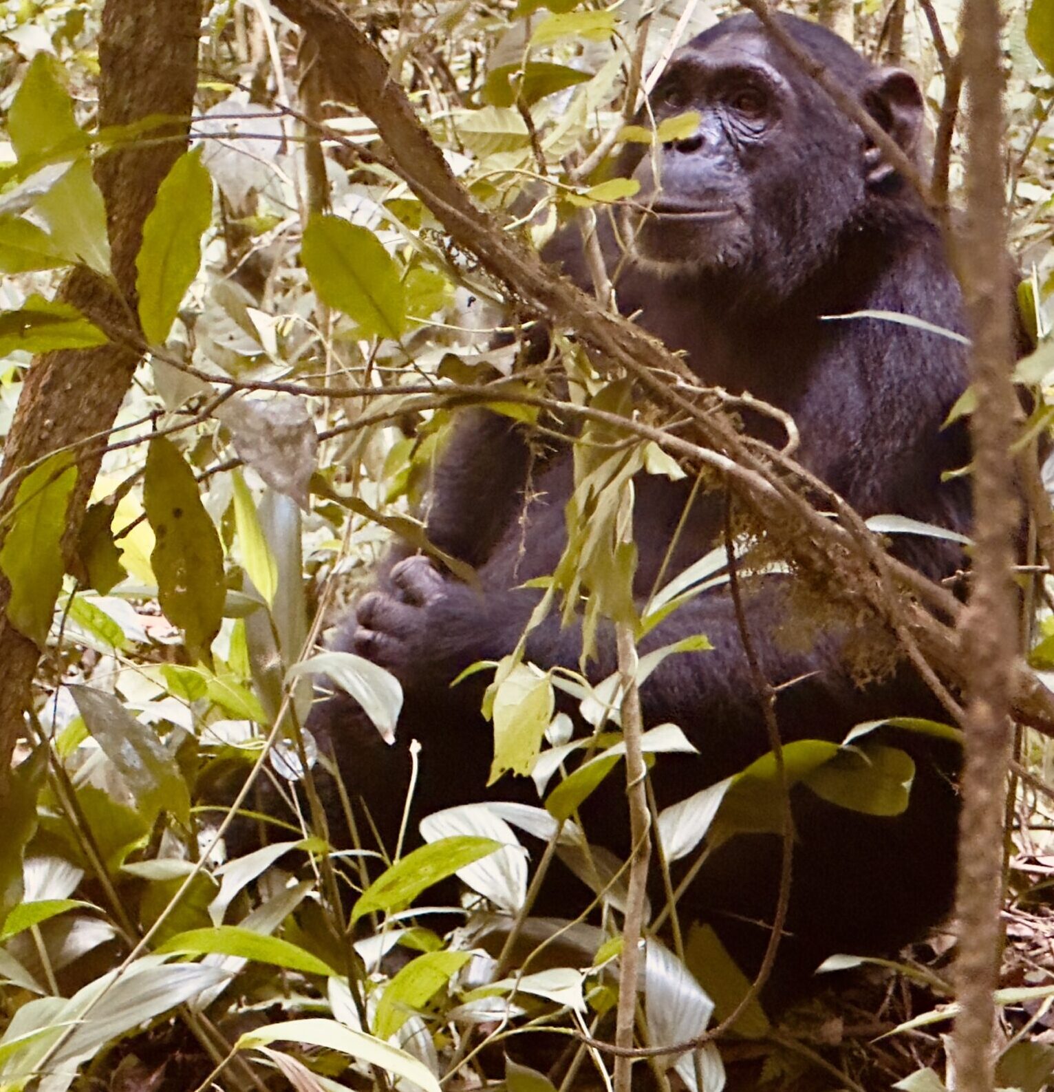 Chimpanzee in Kibale