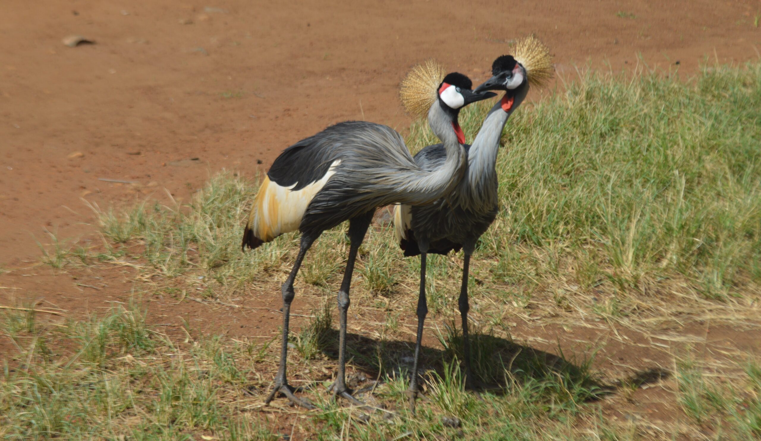 Crowned Cranes