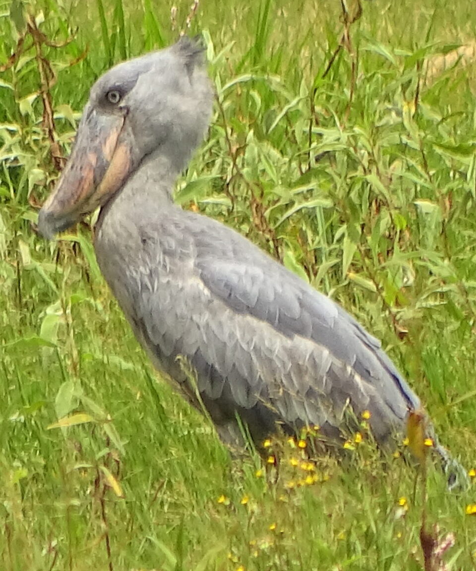 Shoebill Stork