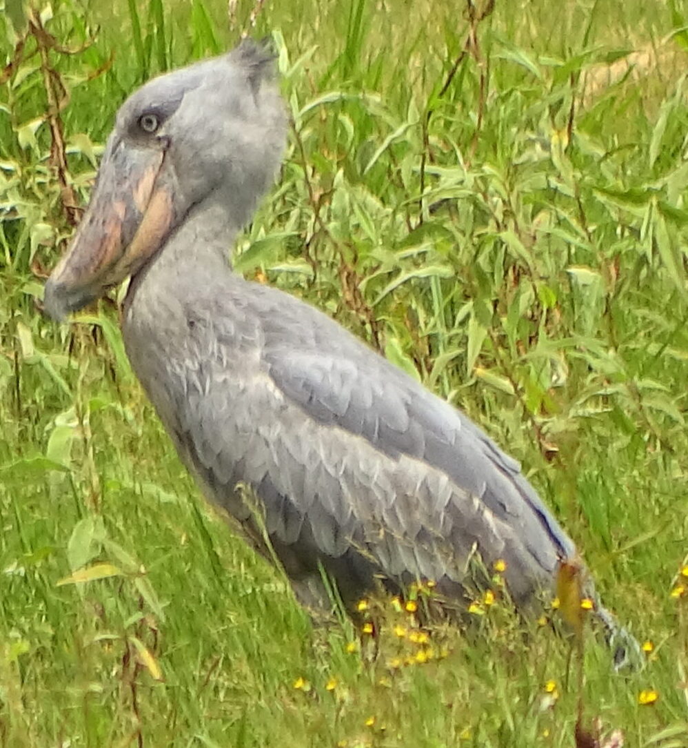 Shoebill stork