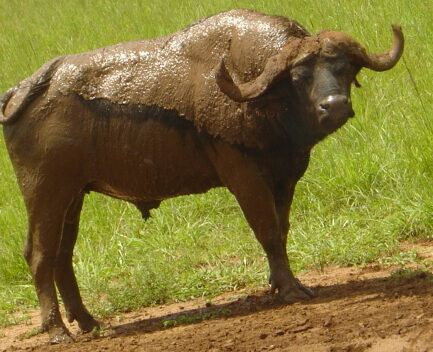 African Bufalloe