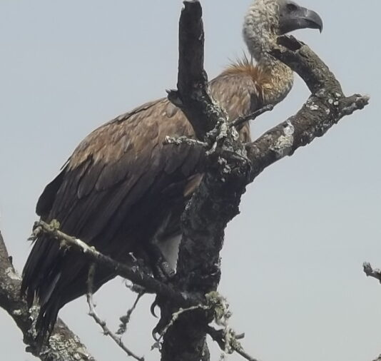 African Vulture