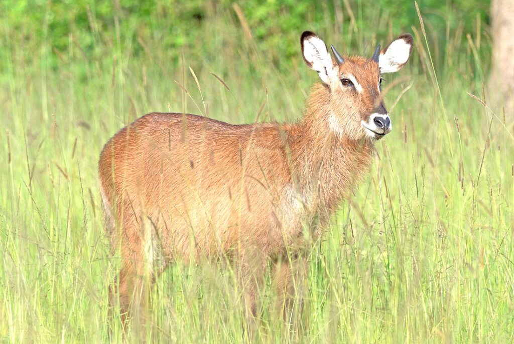 Deffasa Waterbuck