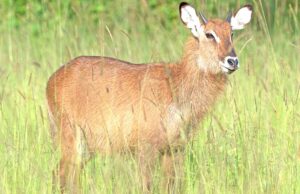 Deffasa Waterbuck