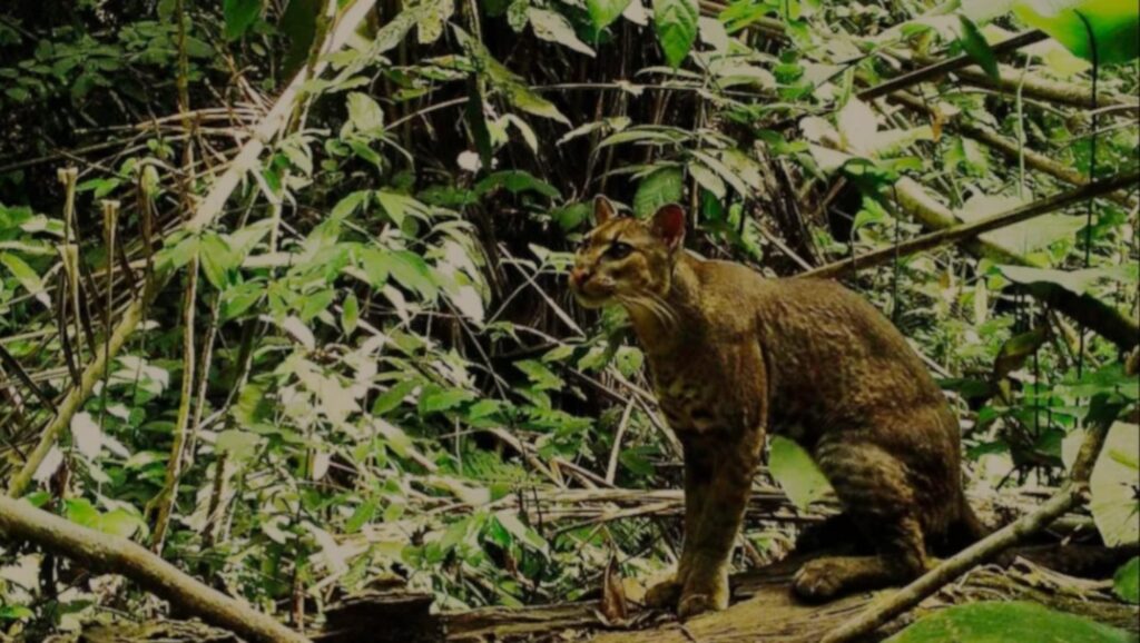 Elusive African Golden Cat