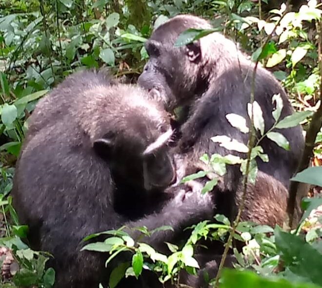 a couple of Chimpanzees