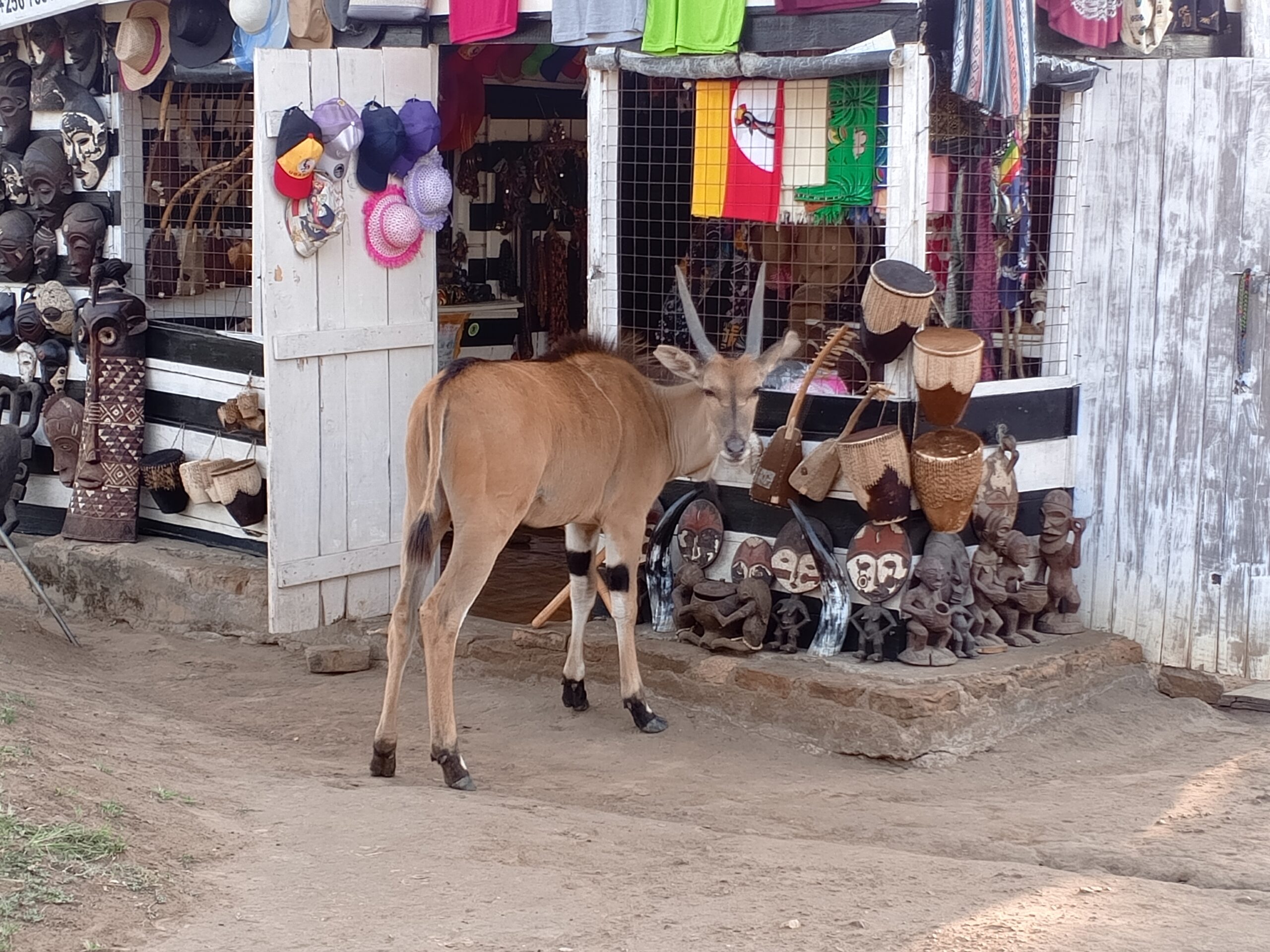 IMG_20240204_180423_522