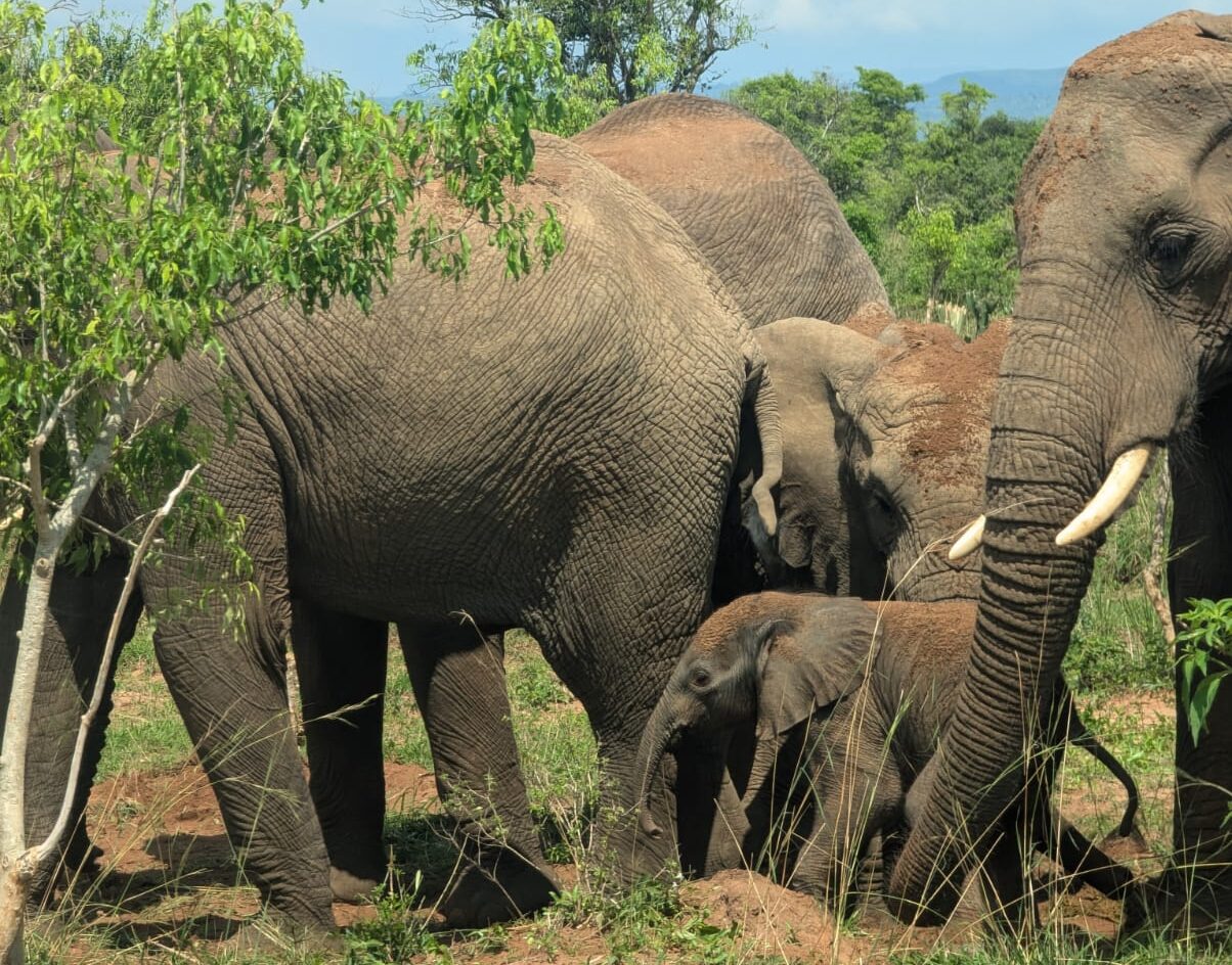 Protective Elephants In Murchison Falls N.P