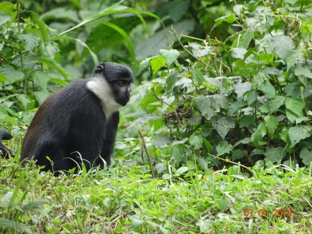 Mangabey