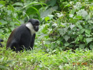 Mangabey