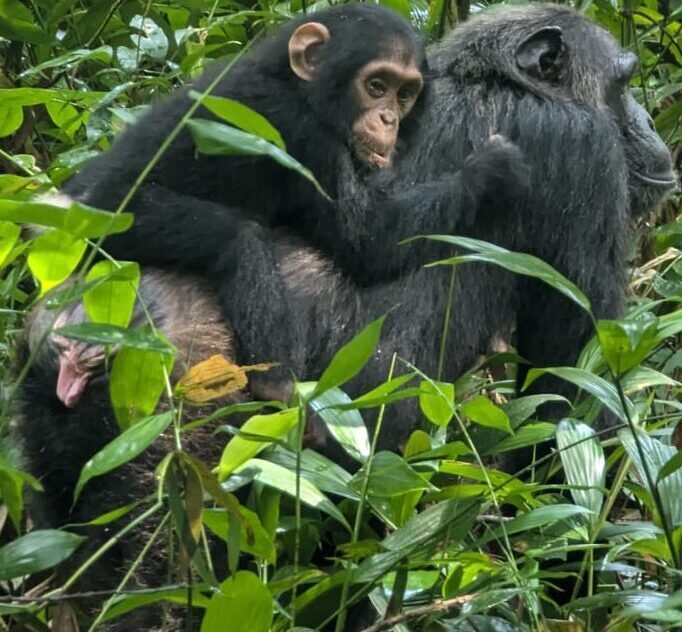 Mother chimpanzee 2