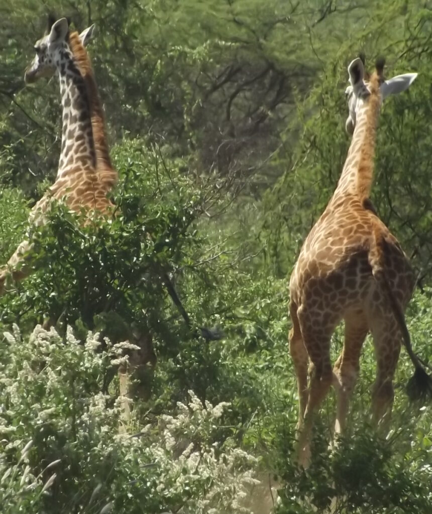 Ruth'sChild Giraffes