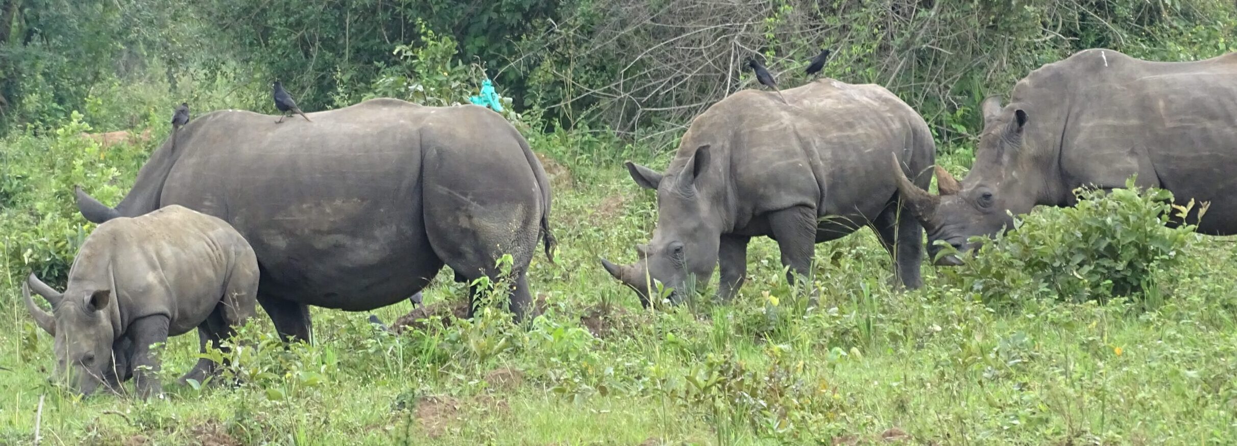 White Rhino at Zziwa R S