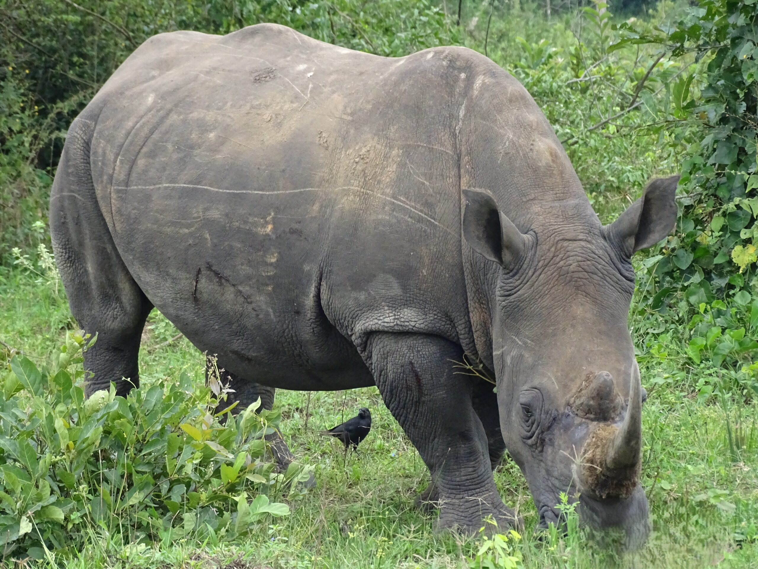 White Rhinocerous at Ziwa Sanctuary