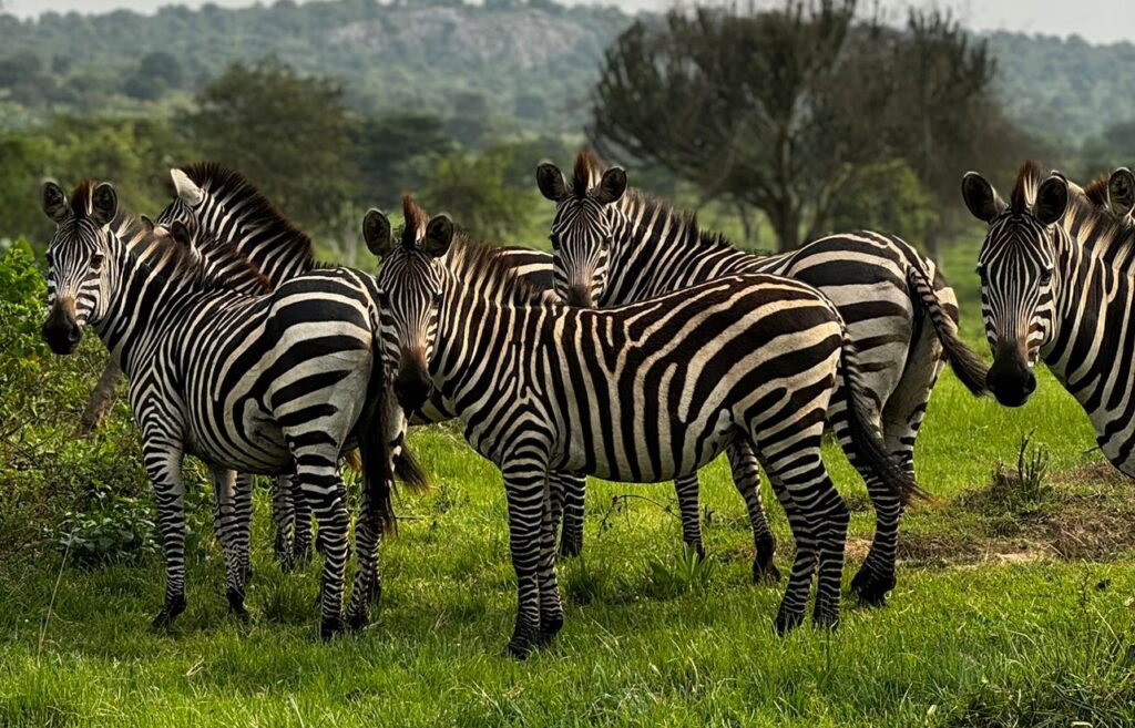 Zebras