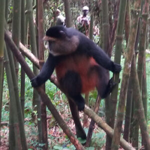 Mgahinga-golden-monkey