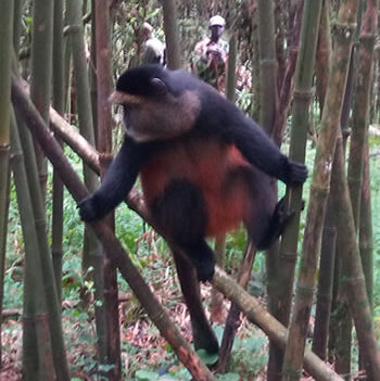 Mgahinga-golden-monkey