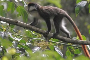 red-tailed-monkey
