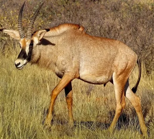 Roan-Antelope