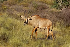roan-antelope-uganda-1-1024x683