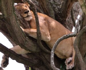 Tree Climbing Lion