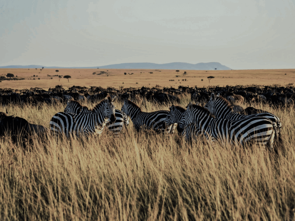 Wild-beest & Zebras-grazing