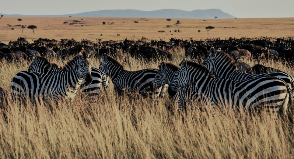 Wild-beest & Zebras-grazing